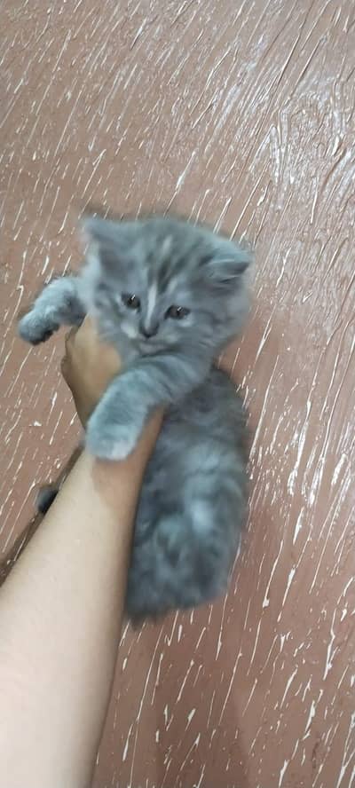 Persian kitten