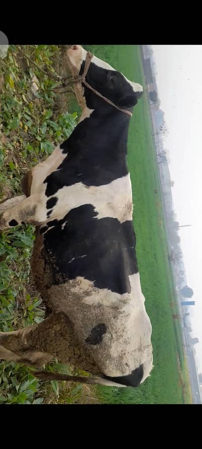 freezan cholstani touch milk 15litter 4months ki sooi hai or croos b