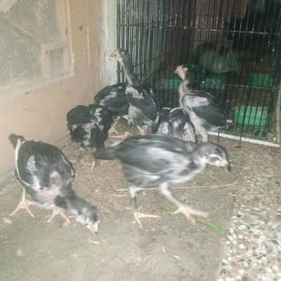 10 children Thai aseel