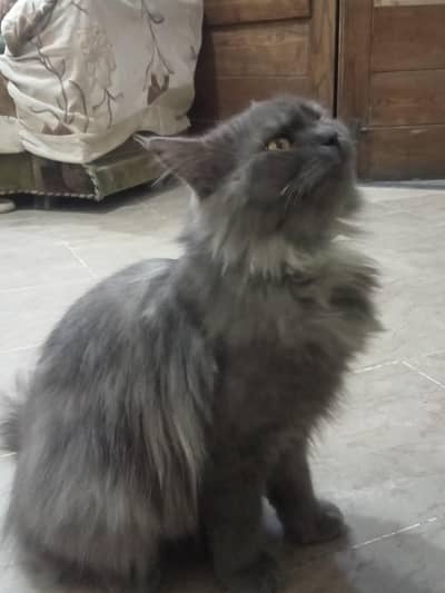 black n Grey Young Persian Cat