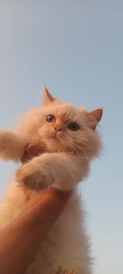 Persian kittens house breed White And Calico