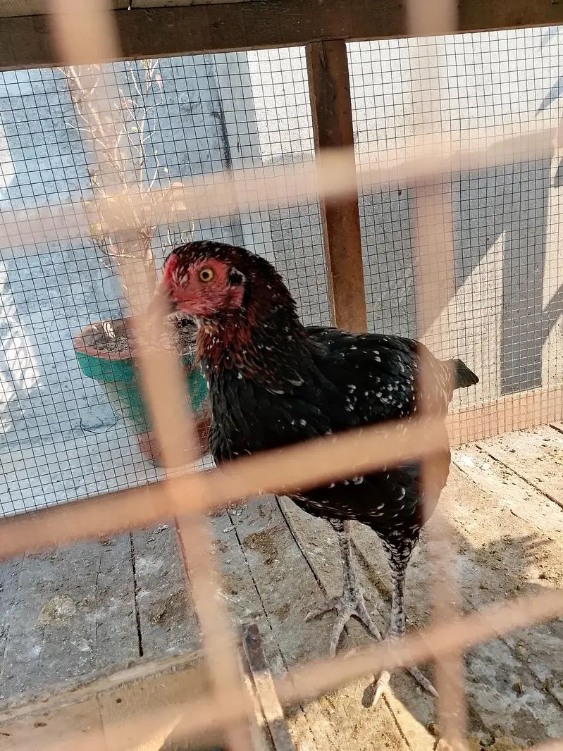 Black Aseel Murgi — photo 3
