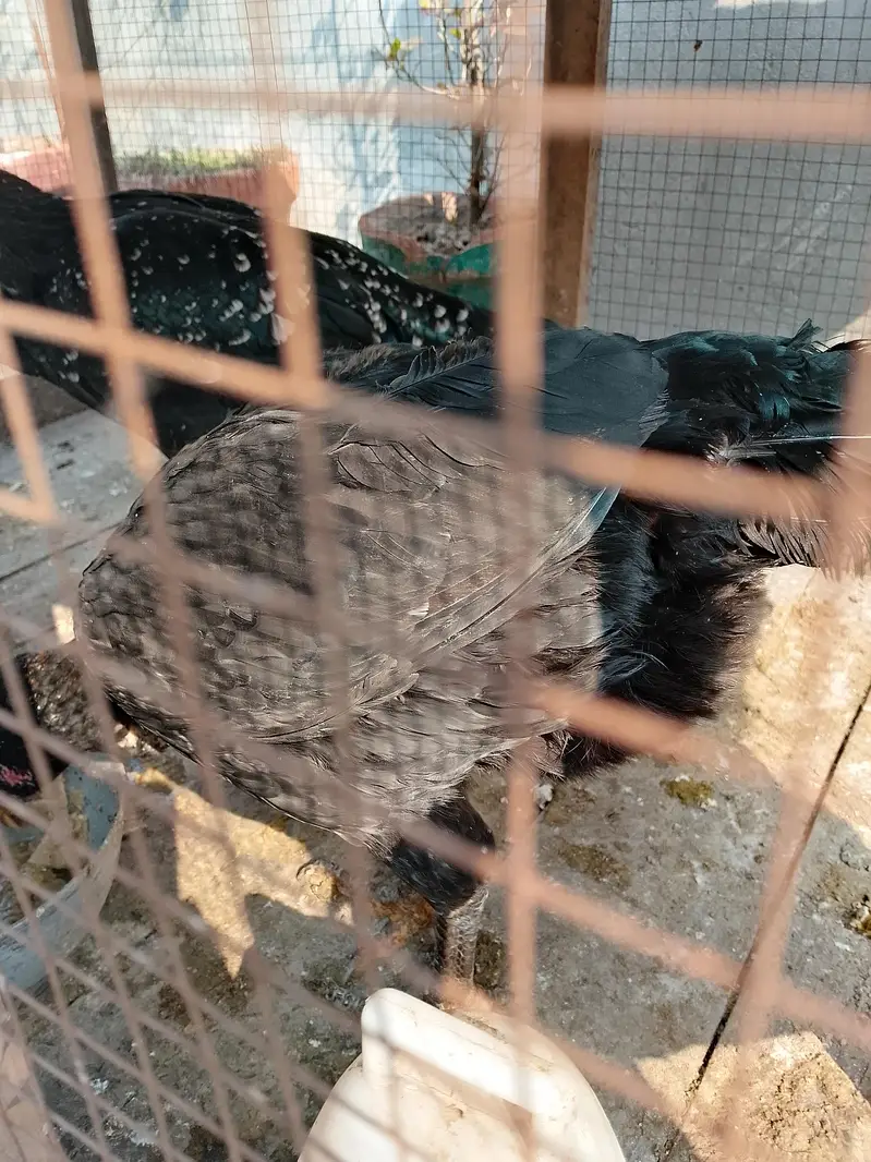 Black Aseel Murgi — photo 7