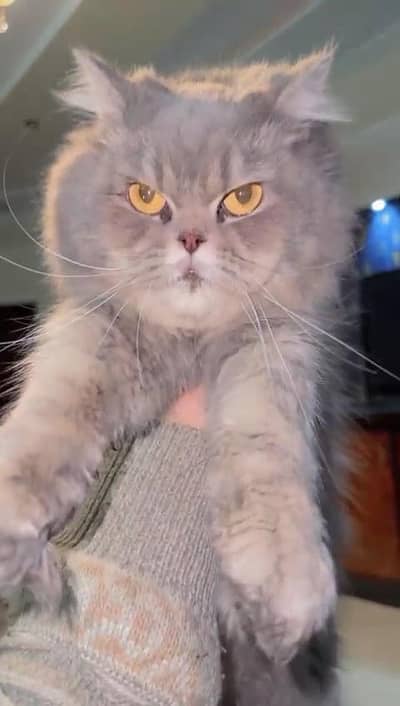 Persian grey cat