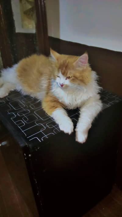 Persian Cat Male