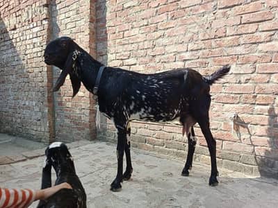 piur ambarsari makhi chini female