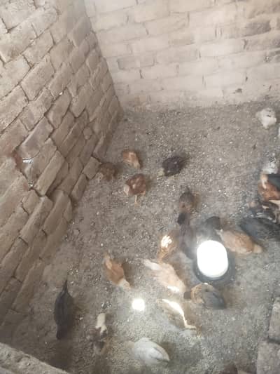 57 bacaha h dasi h urgent sale h