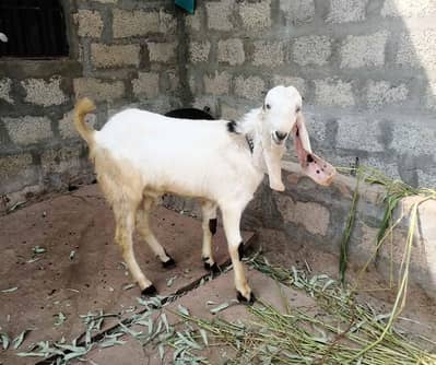 Bakra for sale