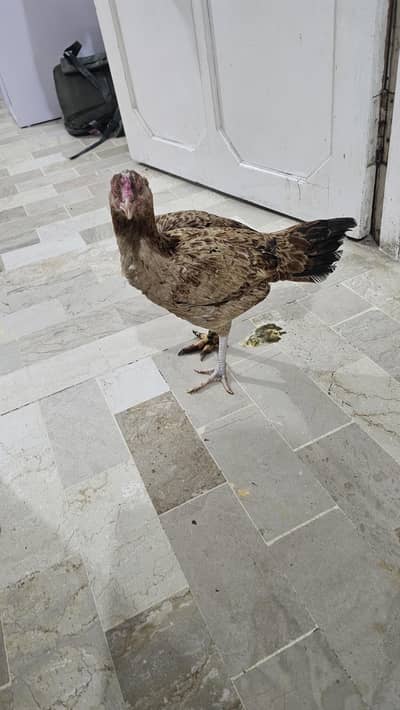 ya ghar ki paali hovi murghi hai