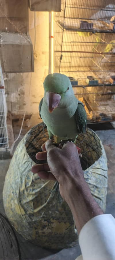 Raw parrot pathay home breed k pathay hai