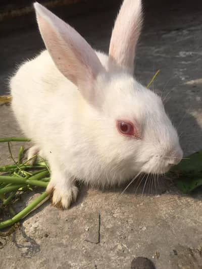 Rabbit baby  available for sale red eyes