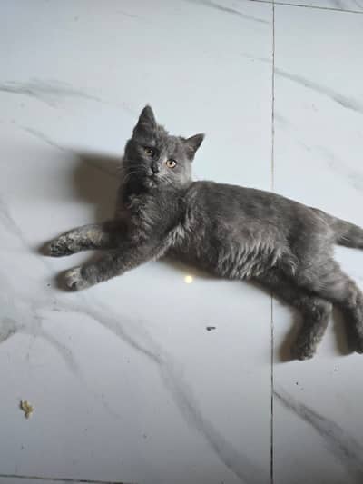 Persian Indoor Kitten