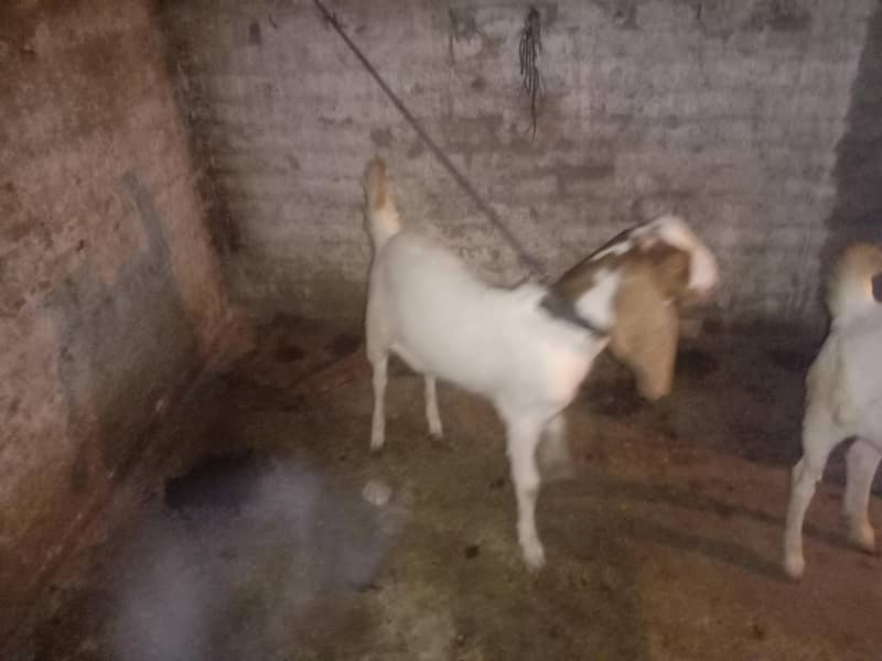 bakra 1