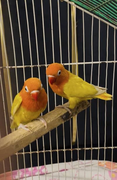 lutino dec opline /black face