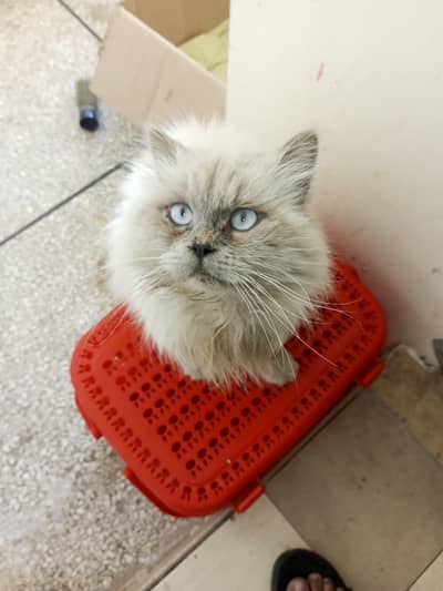 Himalayan male for mating or sale