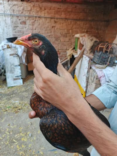 2 aseel pathiyan  for sale