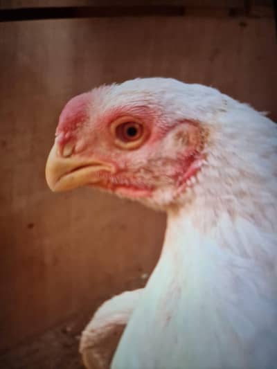 Paper White Parrots Beak/ O'Shamo