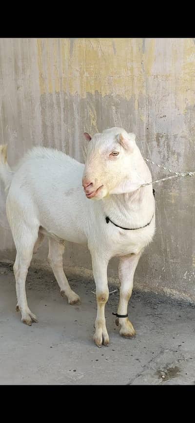 MASHA ALLAH PINK NOSE VIP BREEDER