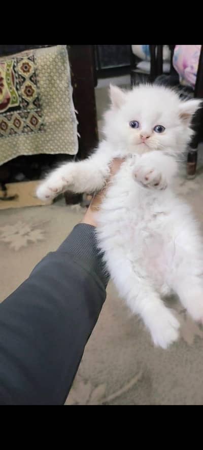 Persian female kitten for sale My WhatsApp number 0325 5503411