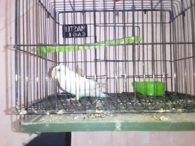 albino black eyes hai ek hai