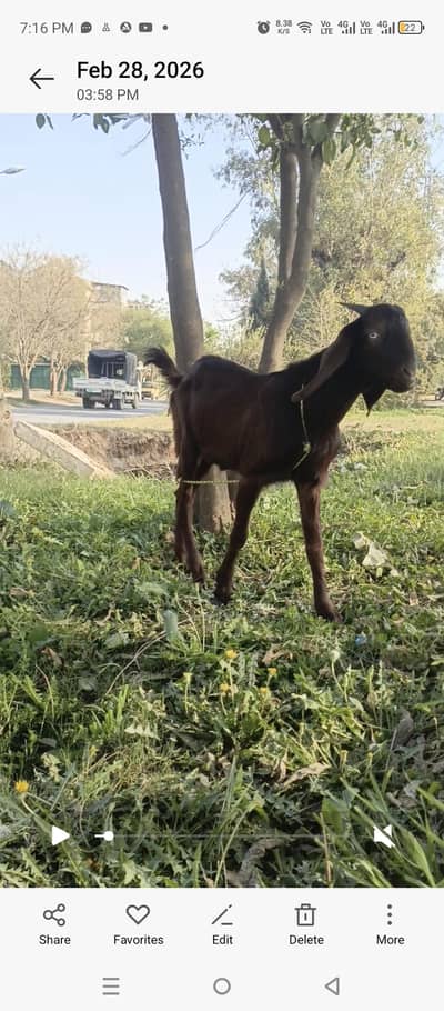 qurbani goat for sale 03015138584