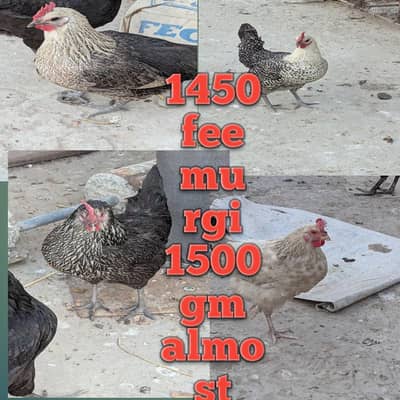 4 Jawan Andy wali murgiyan