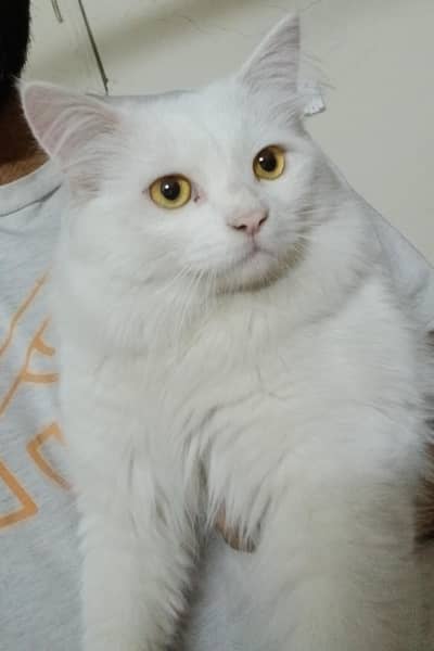 looking for good owners