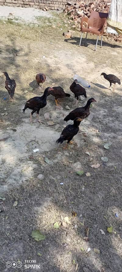 Aseel chikn for sale 03125299856