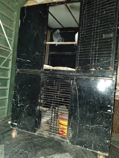 penjra ache qoalte ka h