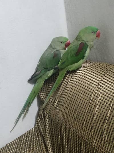 healthy and active raw parrots