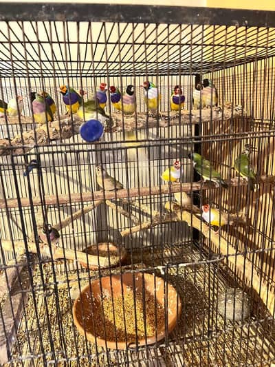 Latino and common goldein finches
