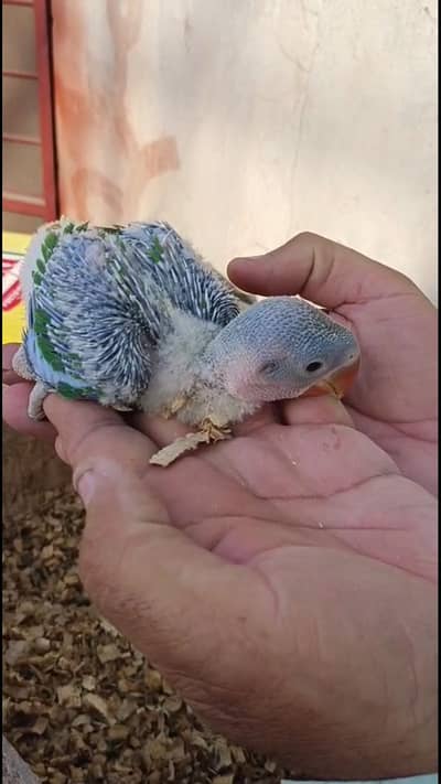 Raw parrot chicks (baby) for sale