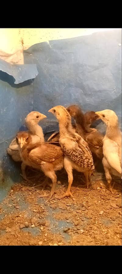 Pure Sindhi Aseel chicks heera