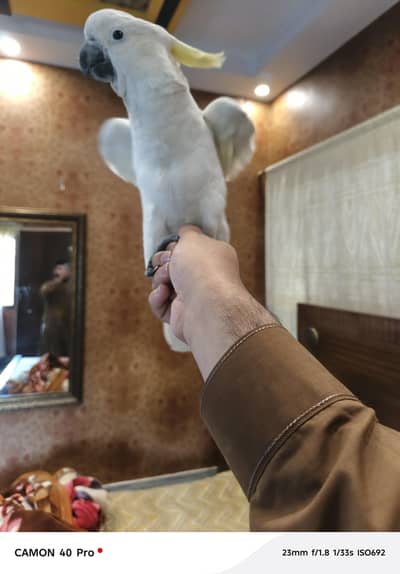 cockatoo for sale male fully hand tamed zero bite