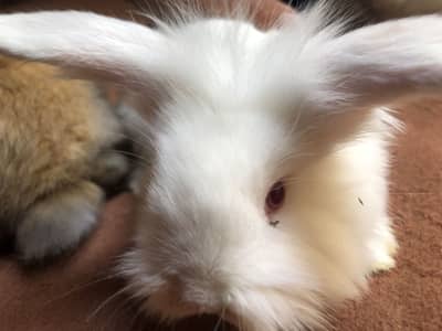 Holland loop babies available and adult teddy bear dwarf pair