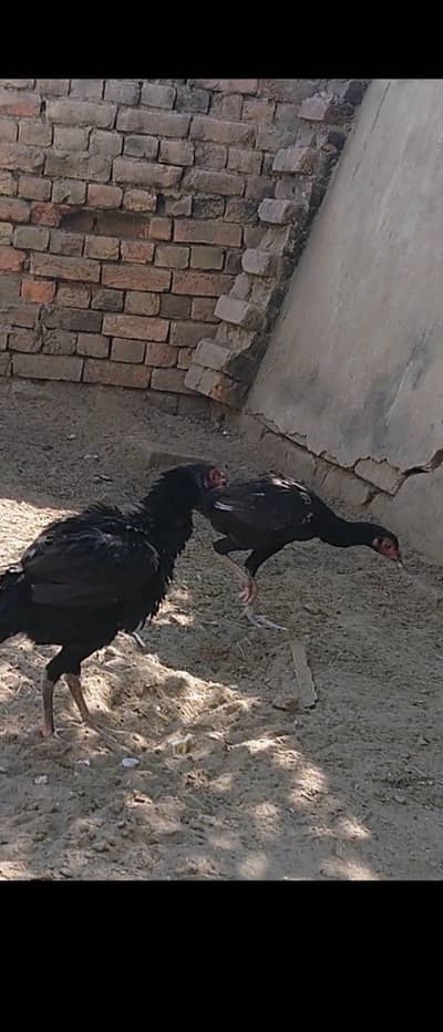 hen pathiyan for sale