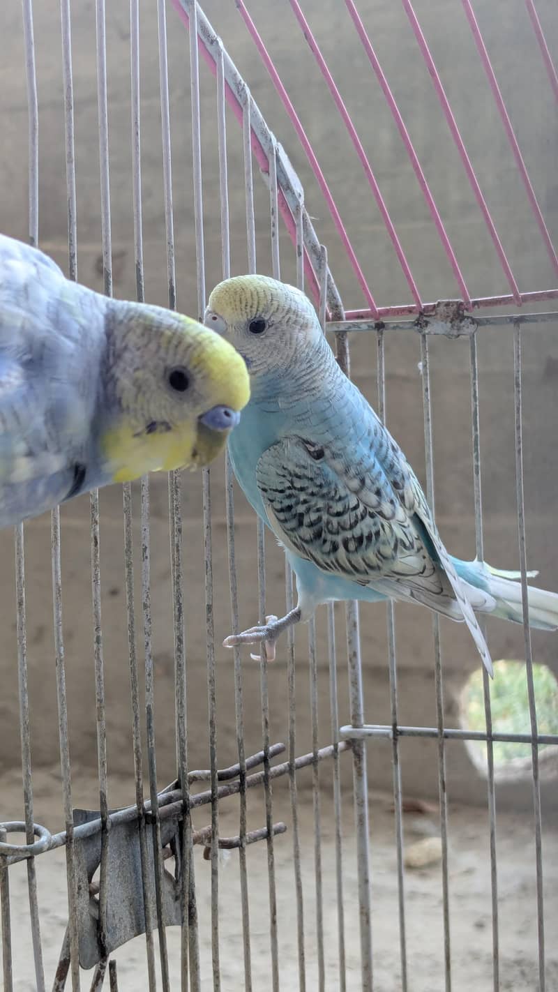 Ready to bread pair. 0