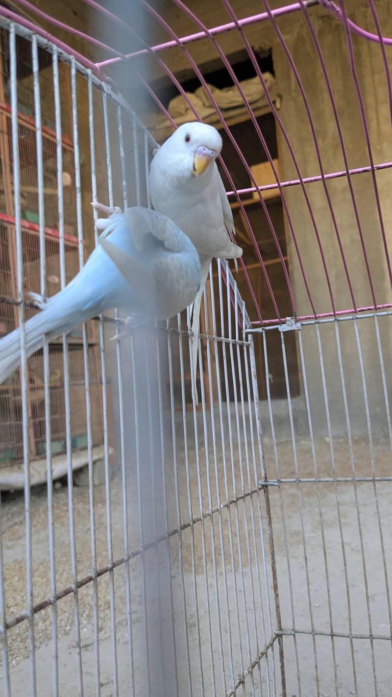 Ready to bread pair. 2