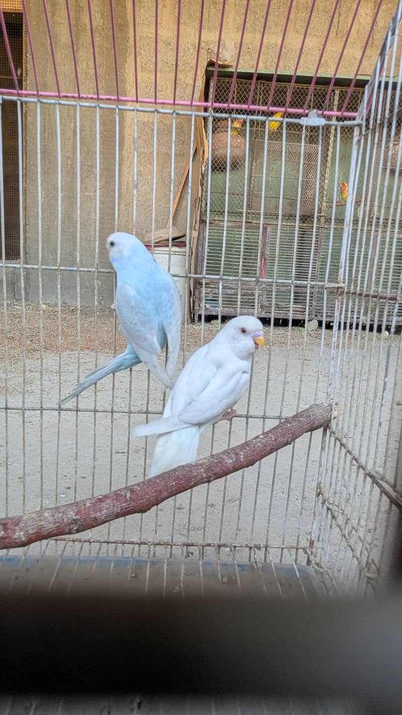 Ready to bread pair. 3