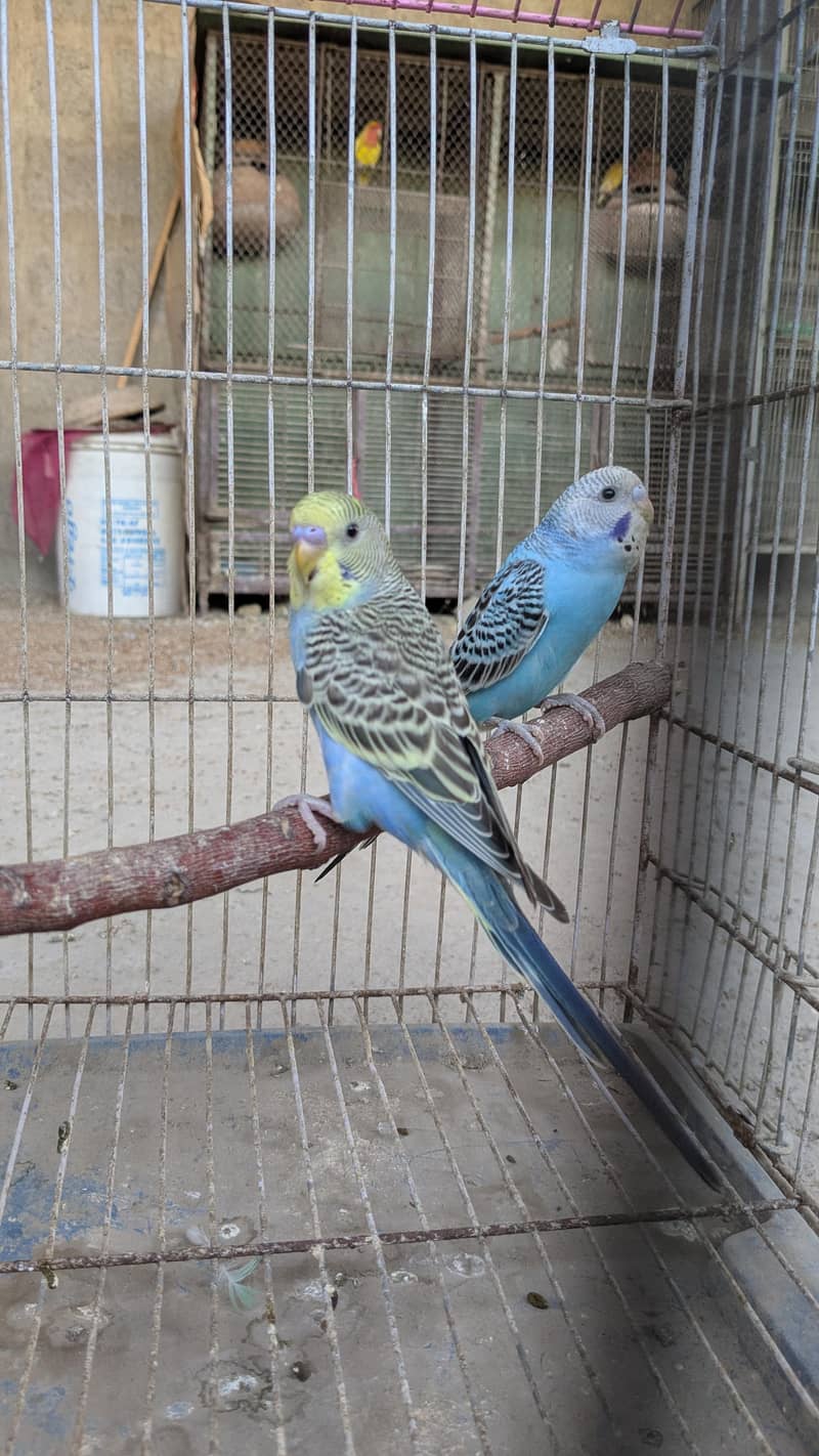 Ready to bread pair. 4