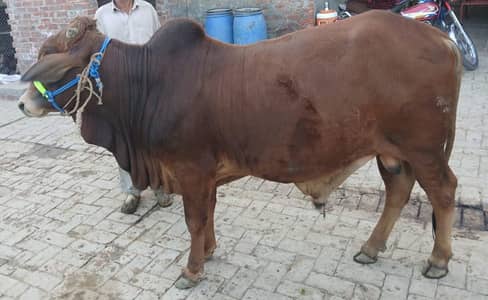 Pure Sahiwali(0321)(843)(3300)