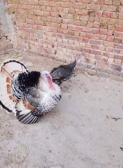 Turkey Bird breeder egg  lying pair for sale