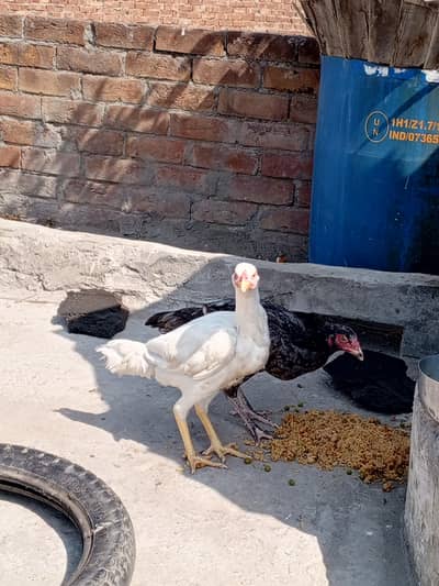 دو اسیل مرغیاں براے فروخت