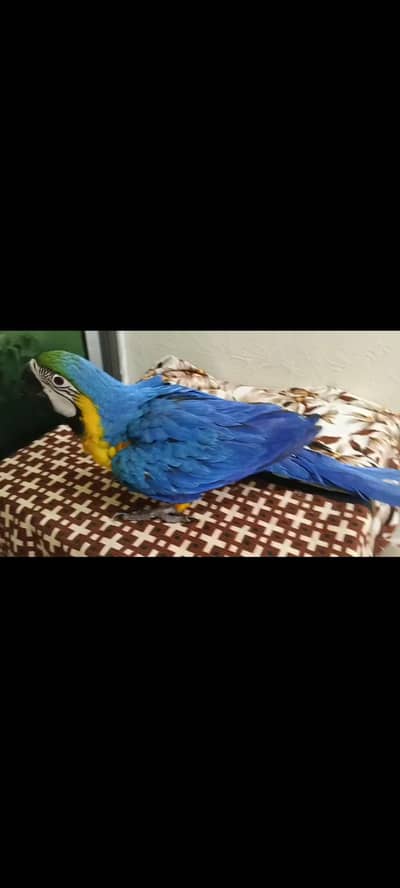 1 Bule Gold Macaw Near To Self Available For Sale.