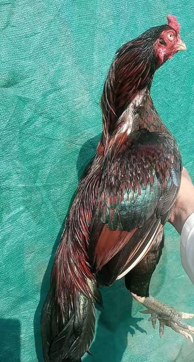 Old blood line aseel pair for sale