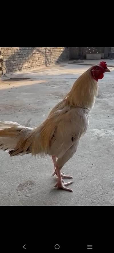 Aseel murge 3no sale kerna hn Raja bazar liaqat Road Rawalpindi