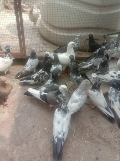 jijoron waly Kaboutar For Sale 30