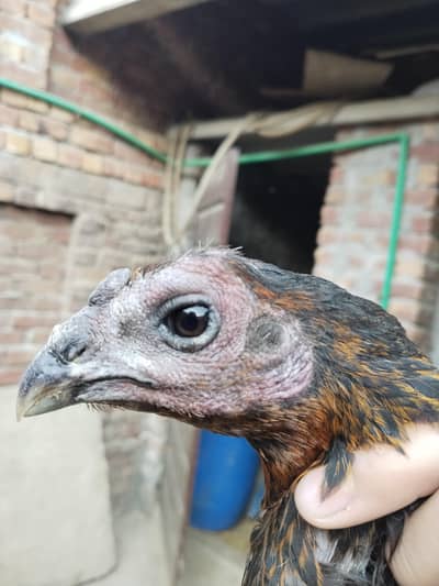 Dragon black skin Breeder Female