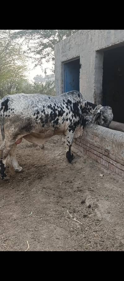 2 dant bachra for sale