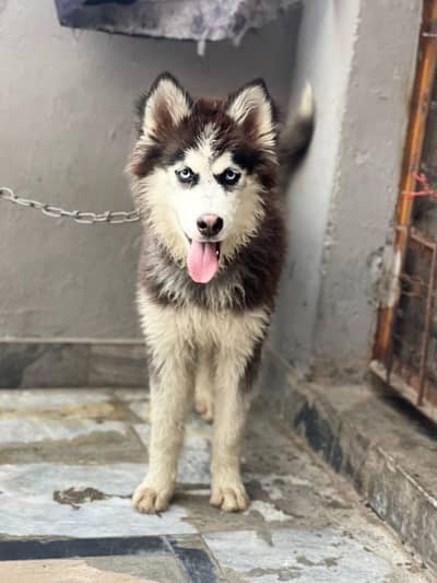 Siberian Husky